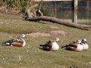 Orinoco Goose (WWT Slimbridge April 2013) - pic by Nigel Key